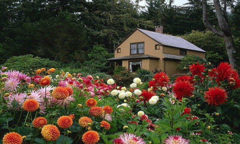 Dahlia Garden with House — Red