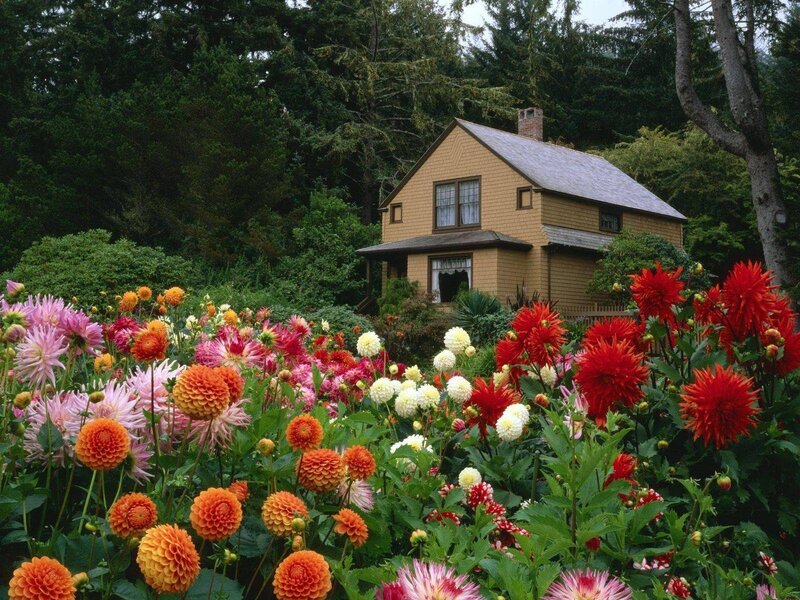 Dahlia Garden with House