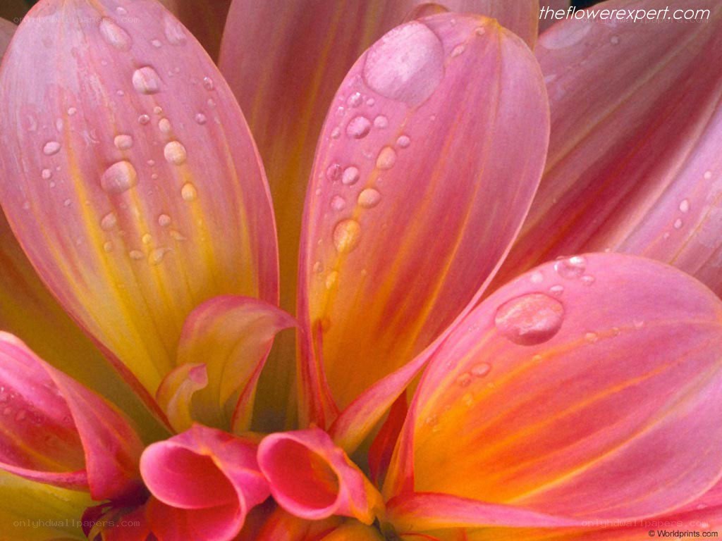 dahlia with water droplets