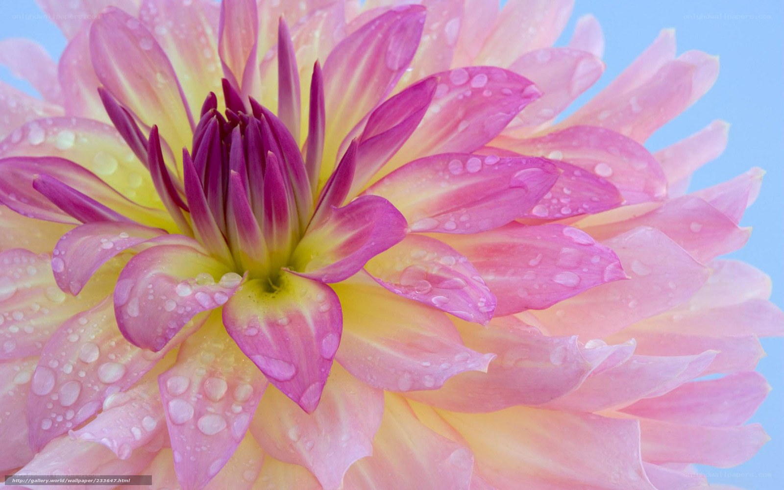 dahlia with water droplets