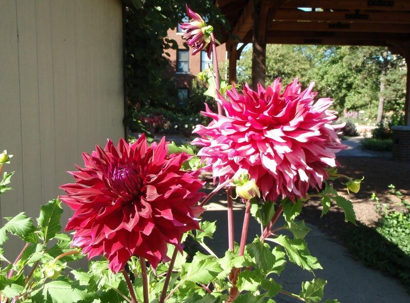 Dahlias in a garden