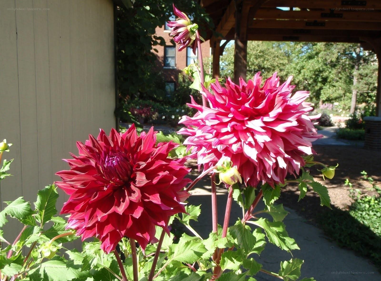 Dahlias in a garden
