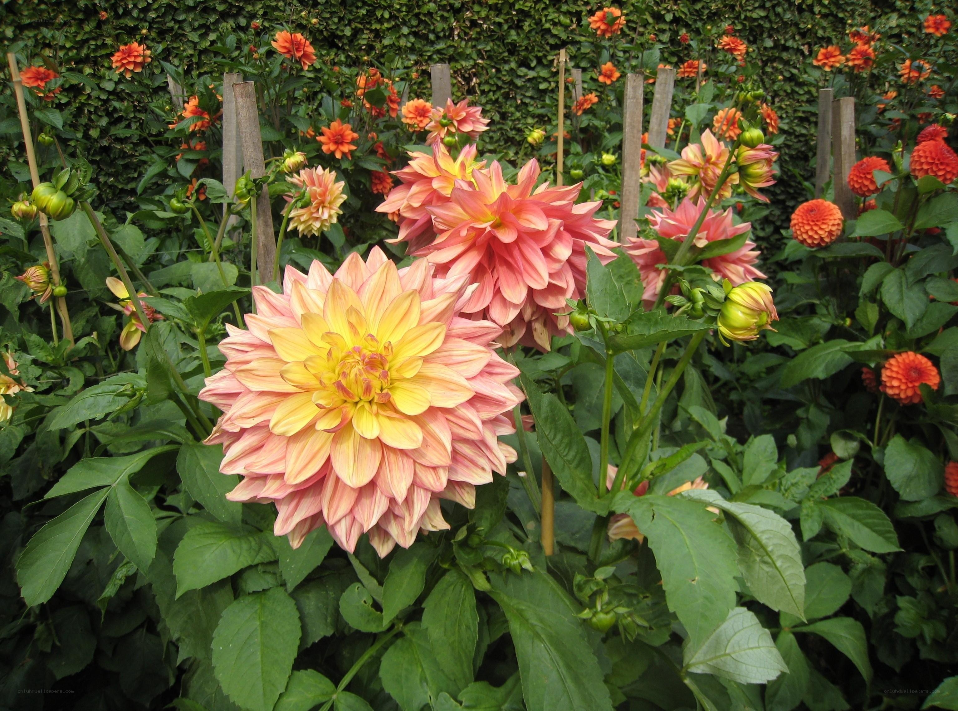 Dahlias in a garden