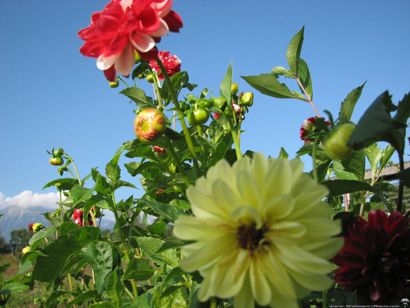 Dahlias in a sunny garden