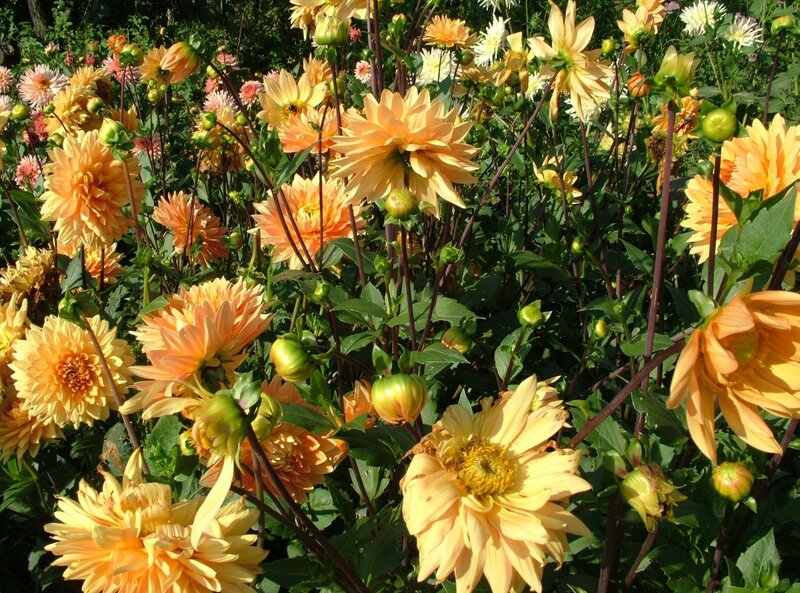 Dahlias in a sunny garden
