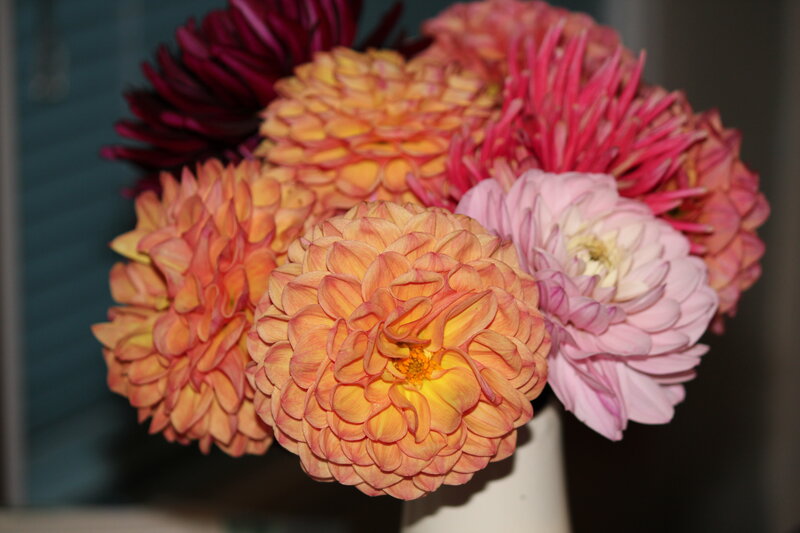 Dahlias in a Vase — Pink