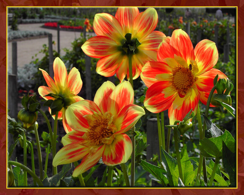Dahlias in Garden — Red