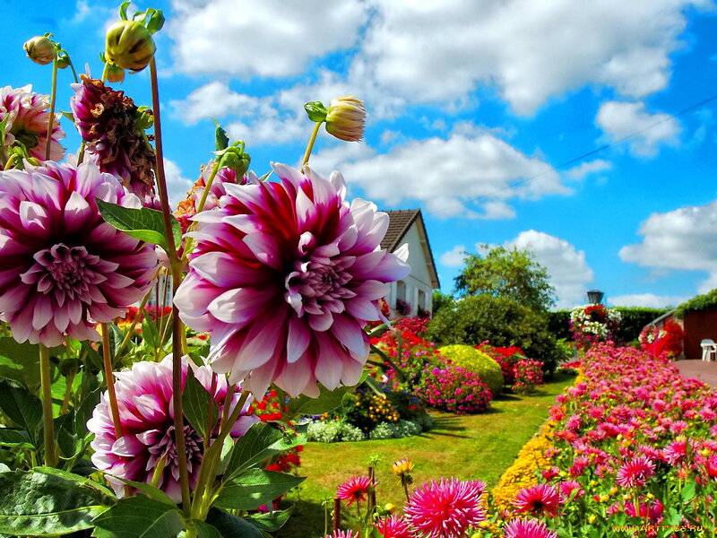 Dahlias in Garden