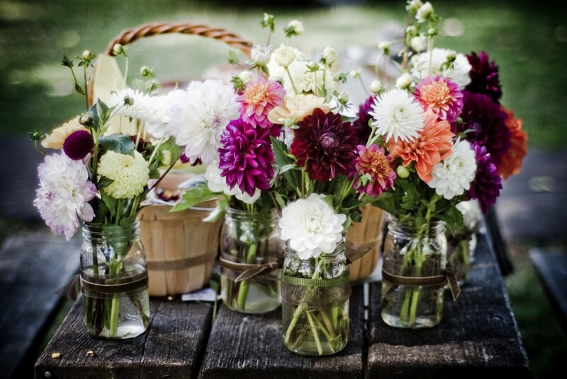 Dahlias in Mason Jars