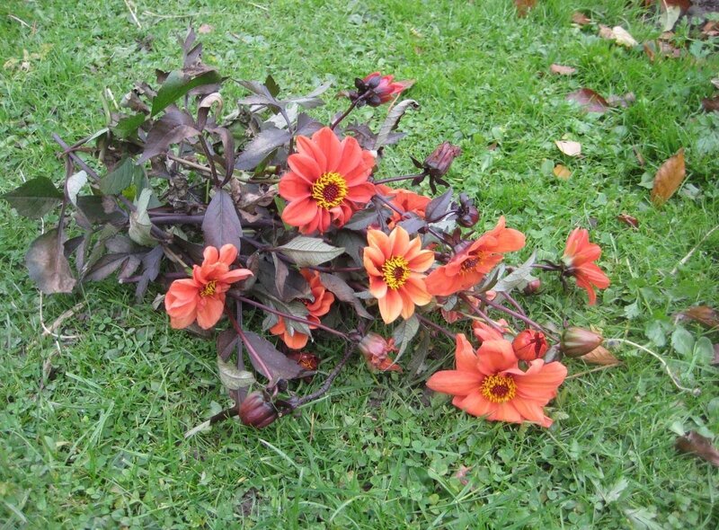 dahlias on grass