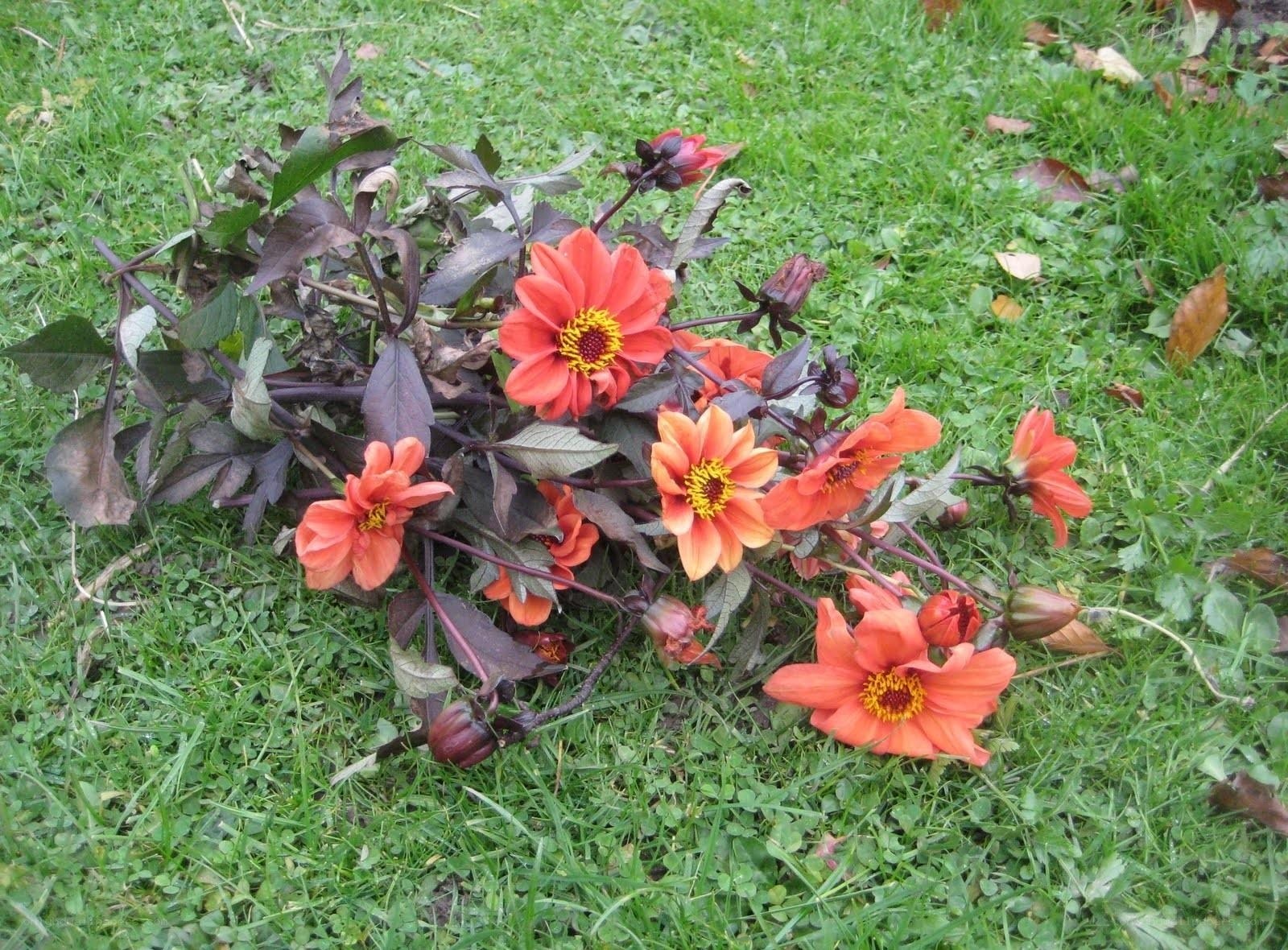 dahlias on grass