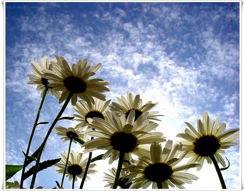 Daisies against a blue sky