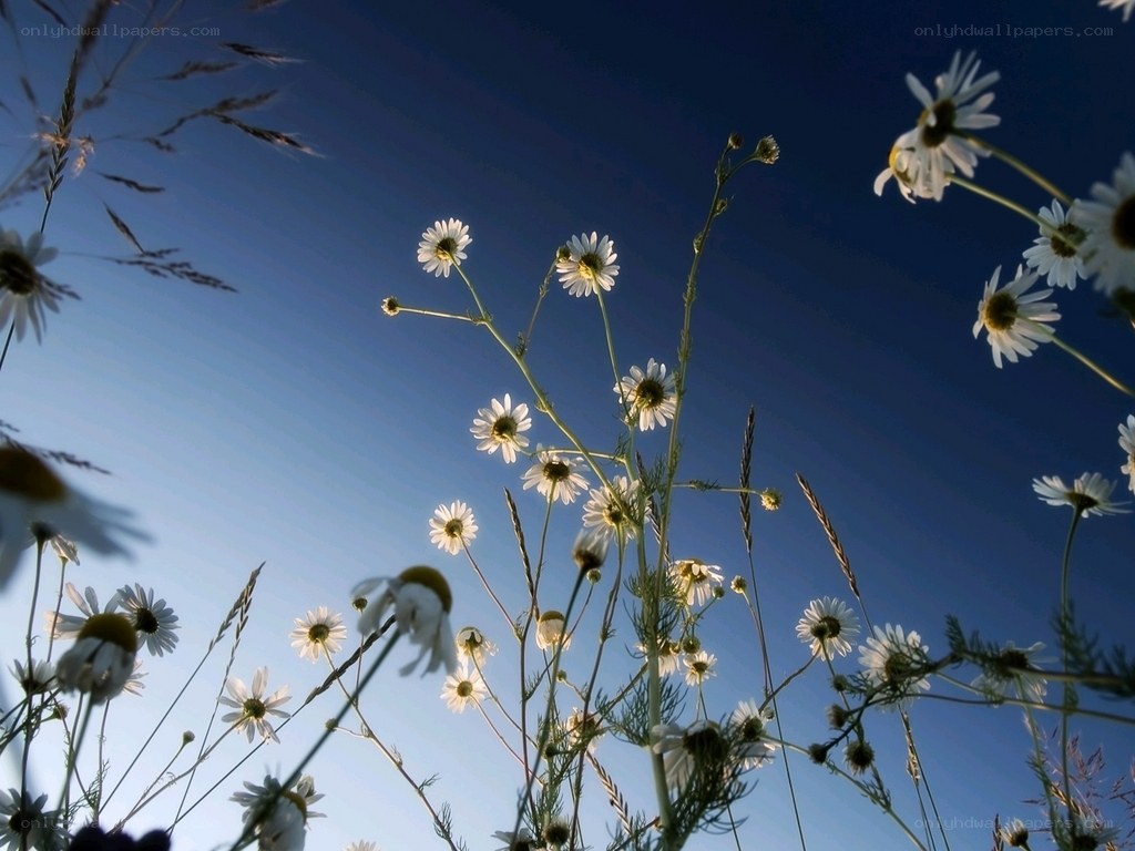 Daisies against a blue sky