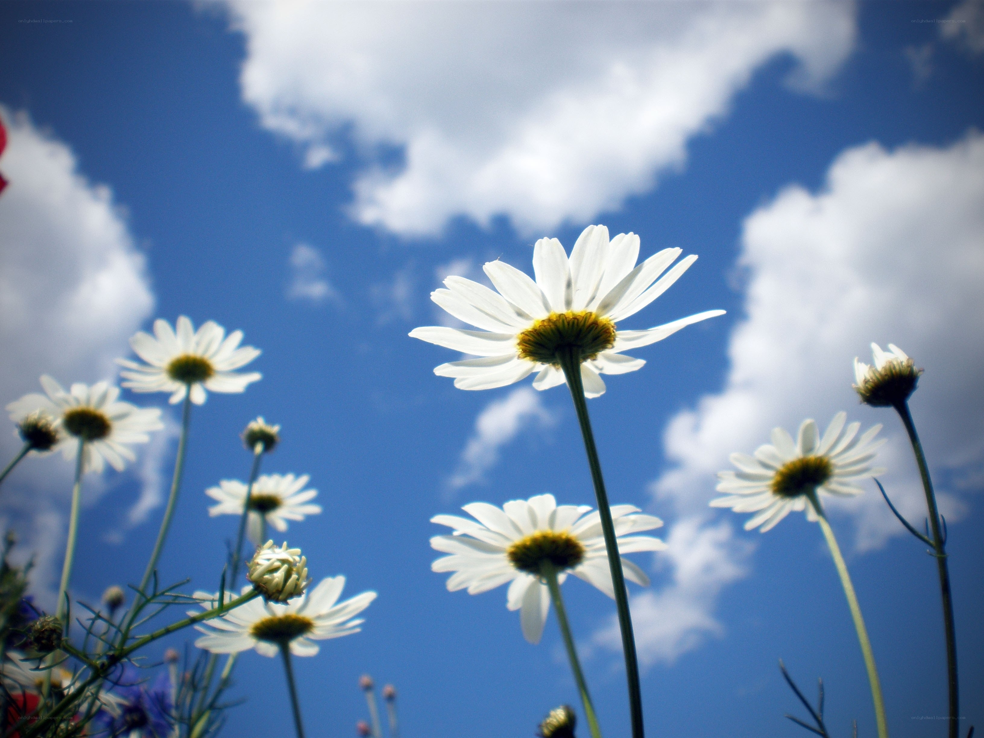 Daisies against a blue sky