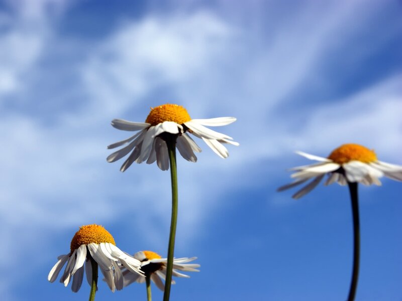 Daisies against a blue sky