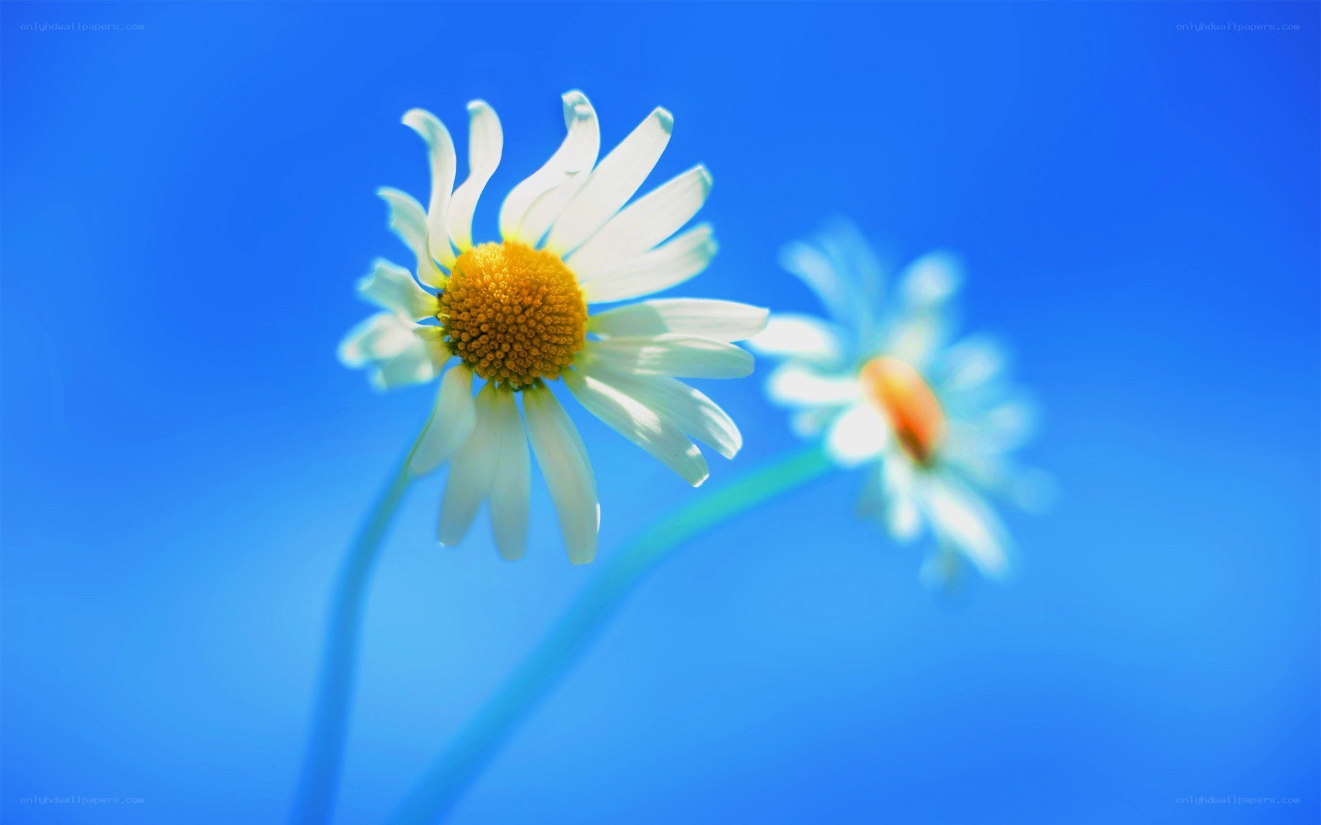 Daisies against a blue sky