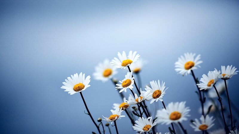 daisies against a blue sky
