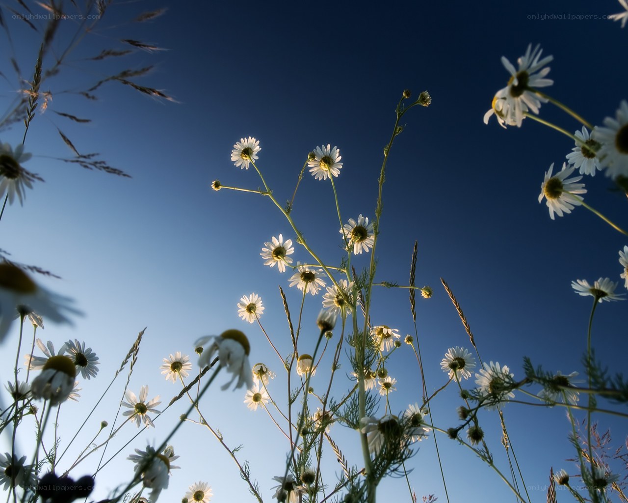 Daisies against a blue sky