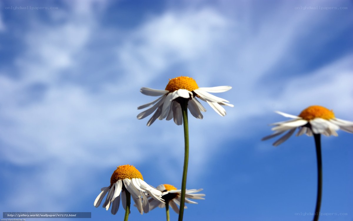 Daisies against a blue sky