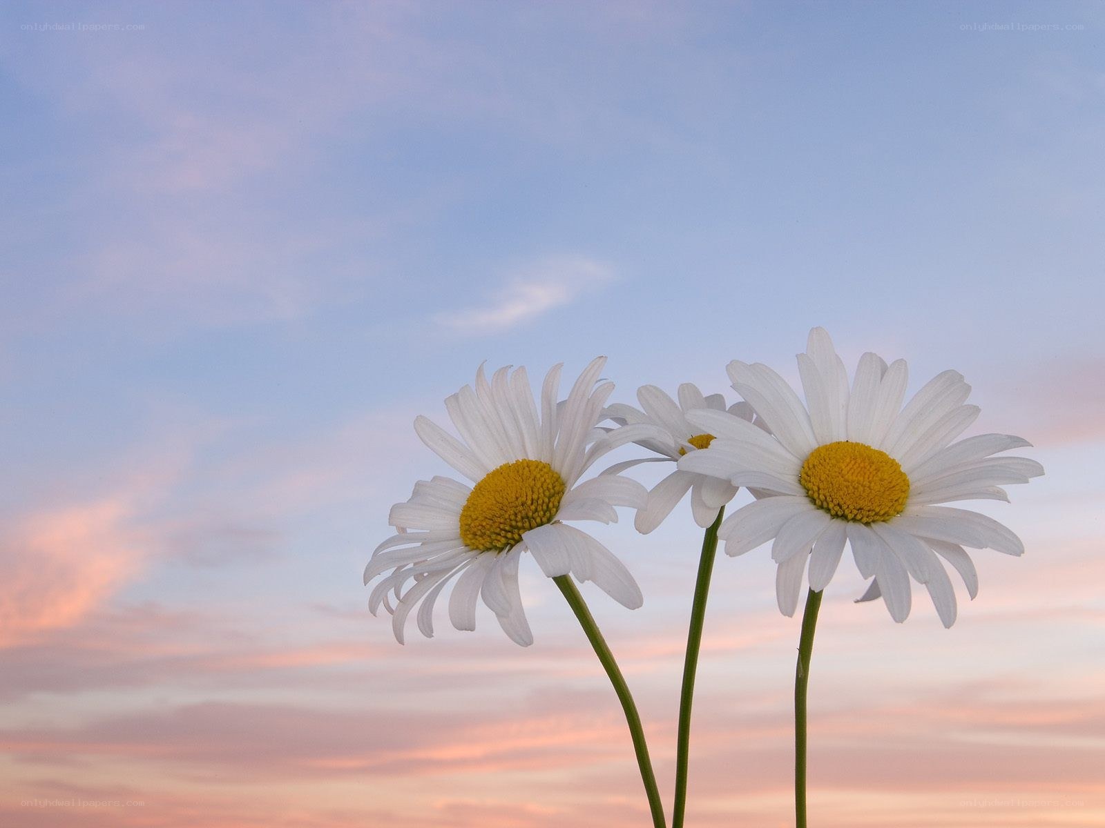 Daisies against a sunset sky