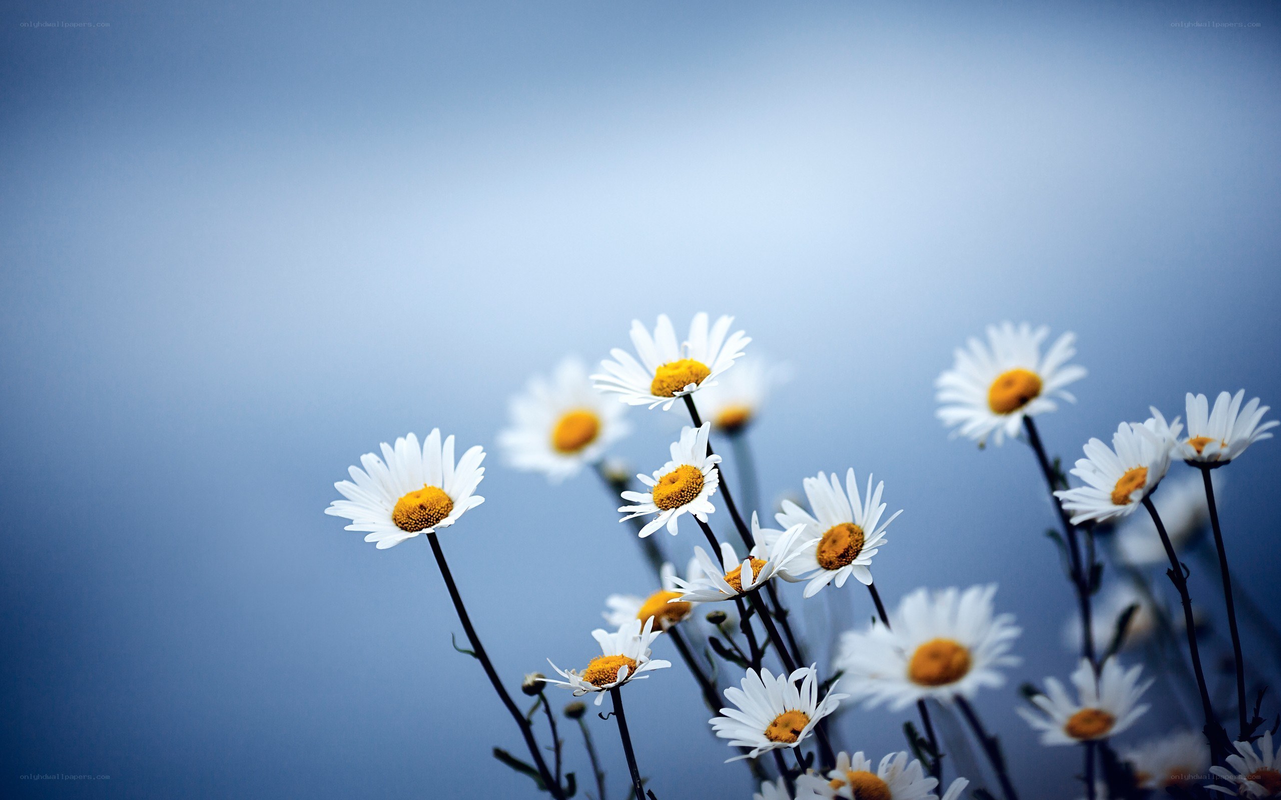 daisies against blue sky