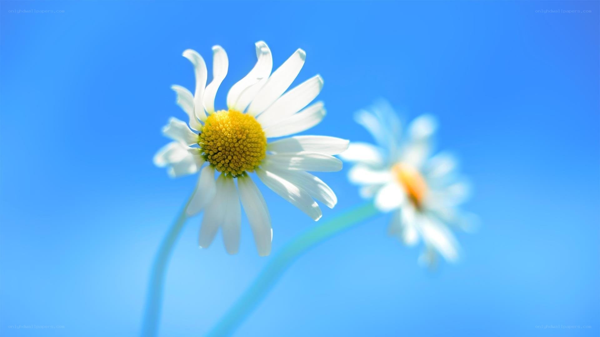 Daisies against blue sky