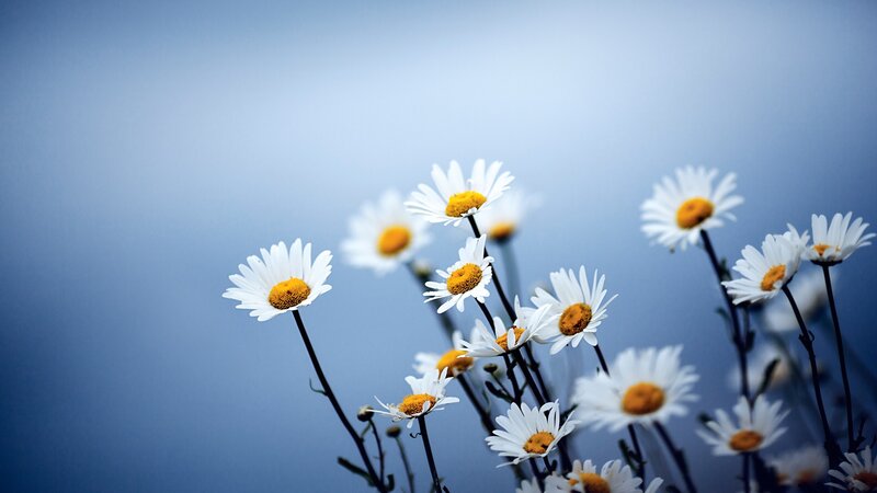 daisies against blue sky