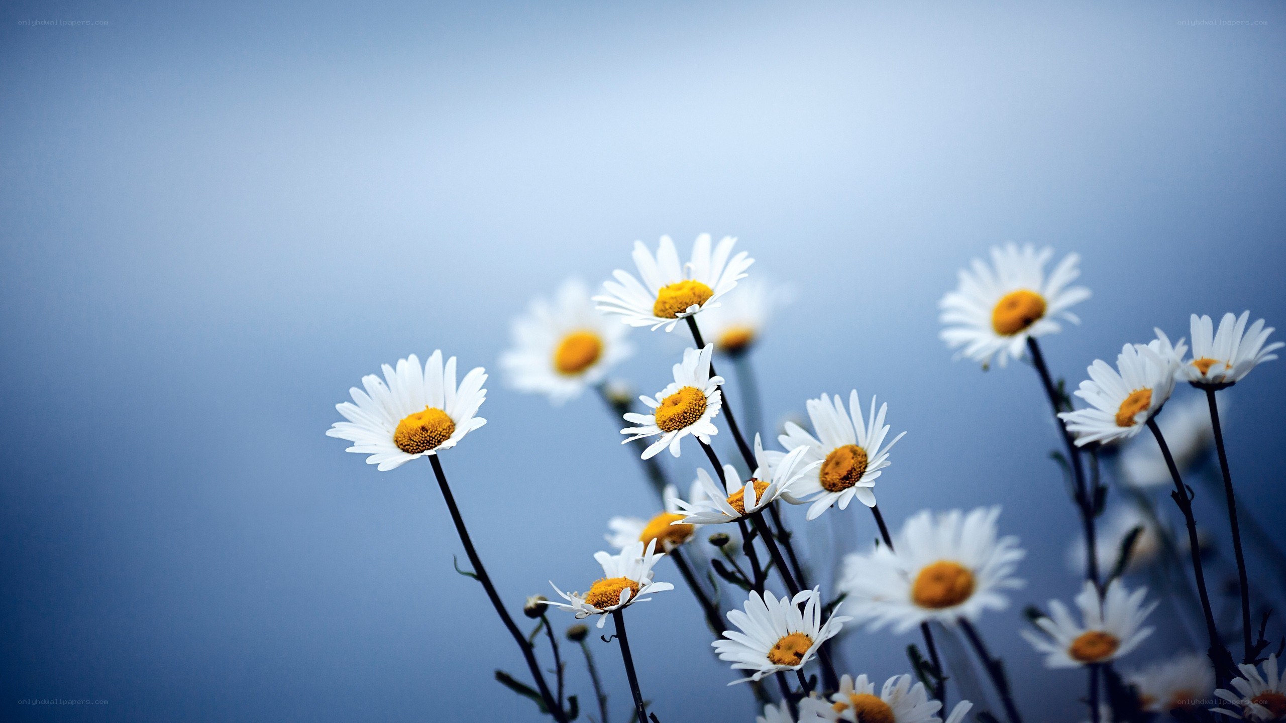 daisies against blue sky