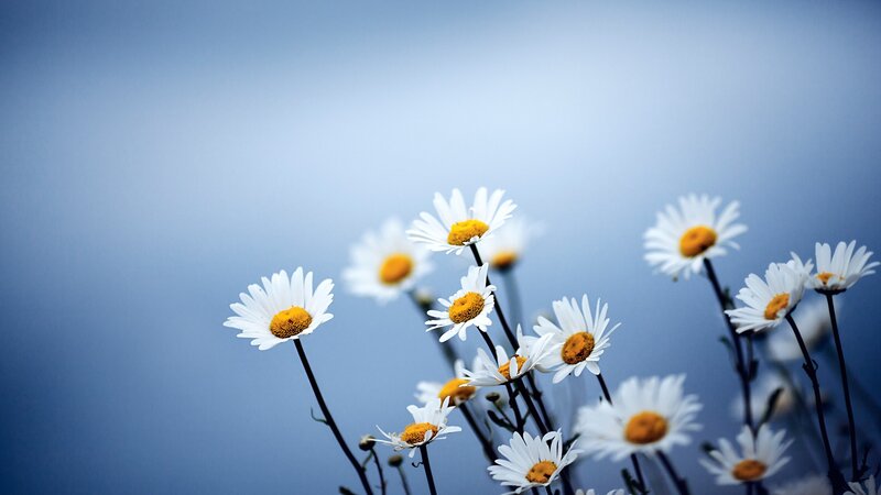 daisies against blue sky