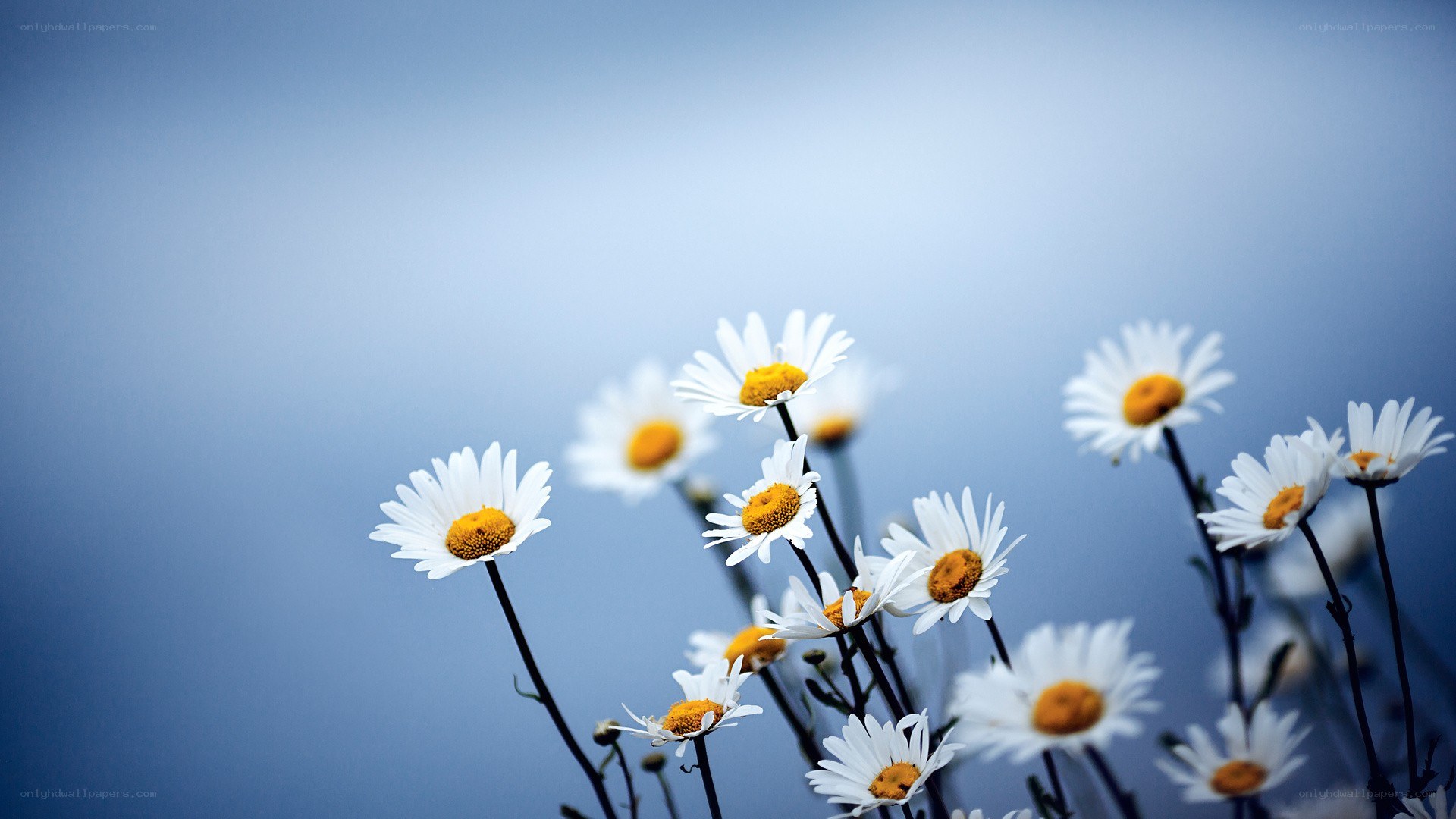 daisies against blue sky