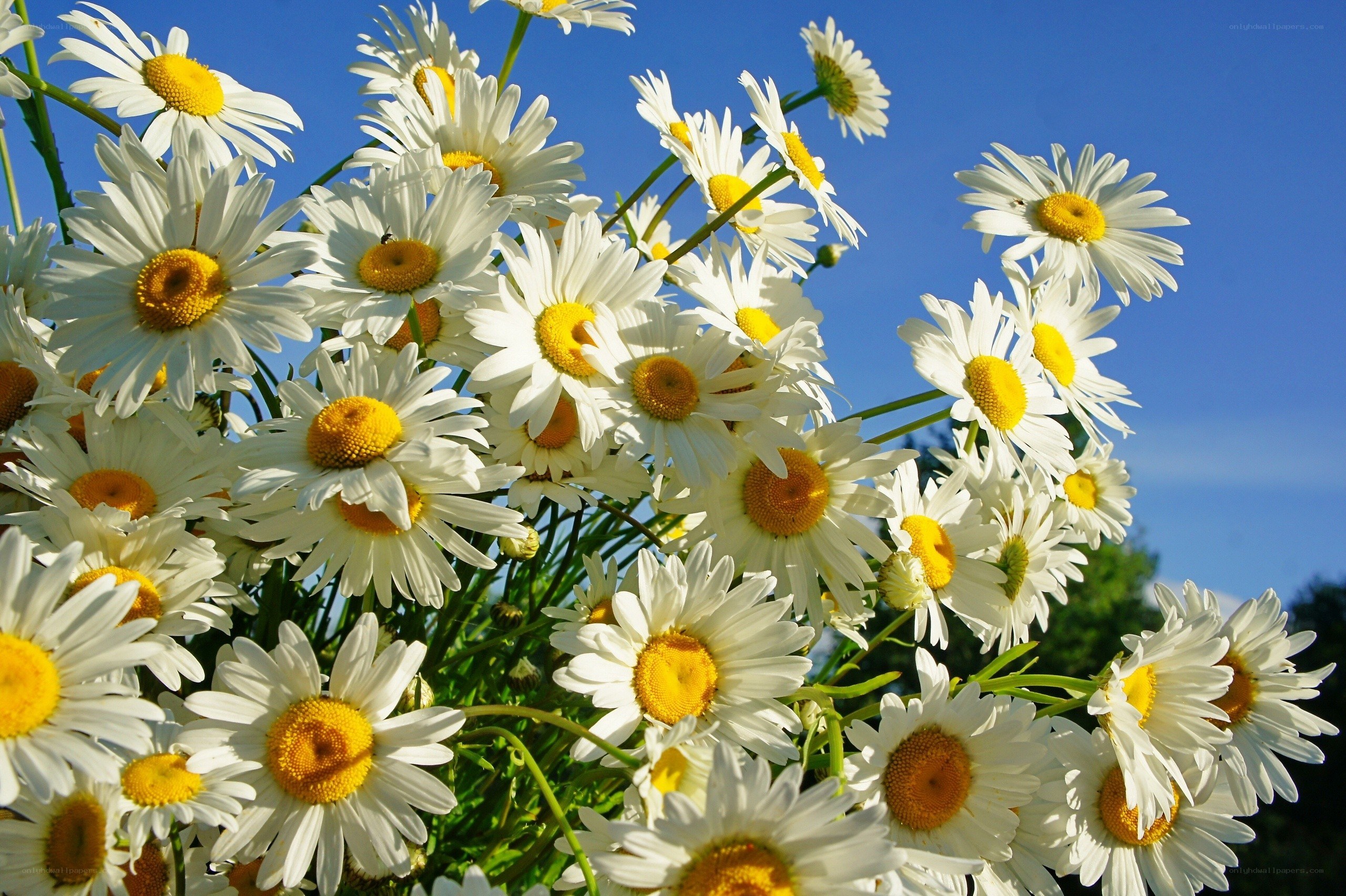 Daisies against blue sky
