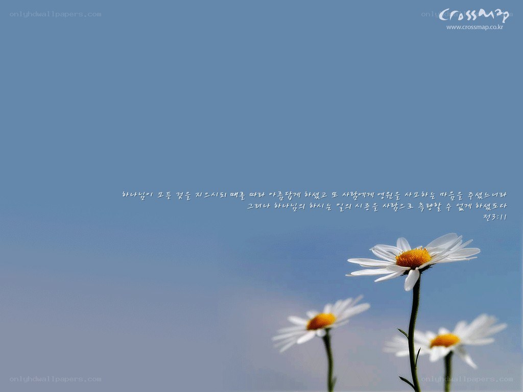 Daisies against blue sky