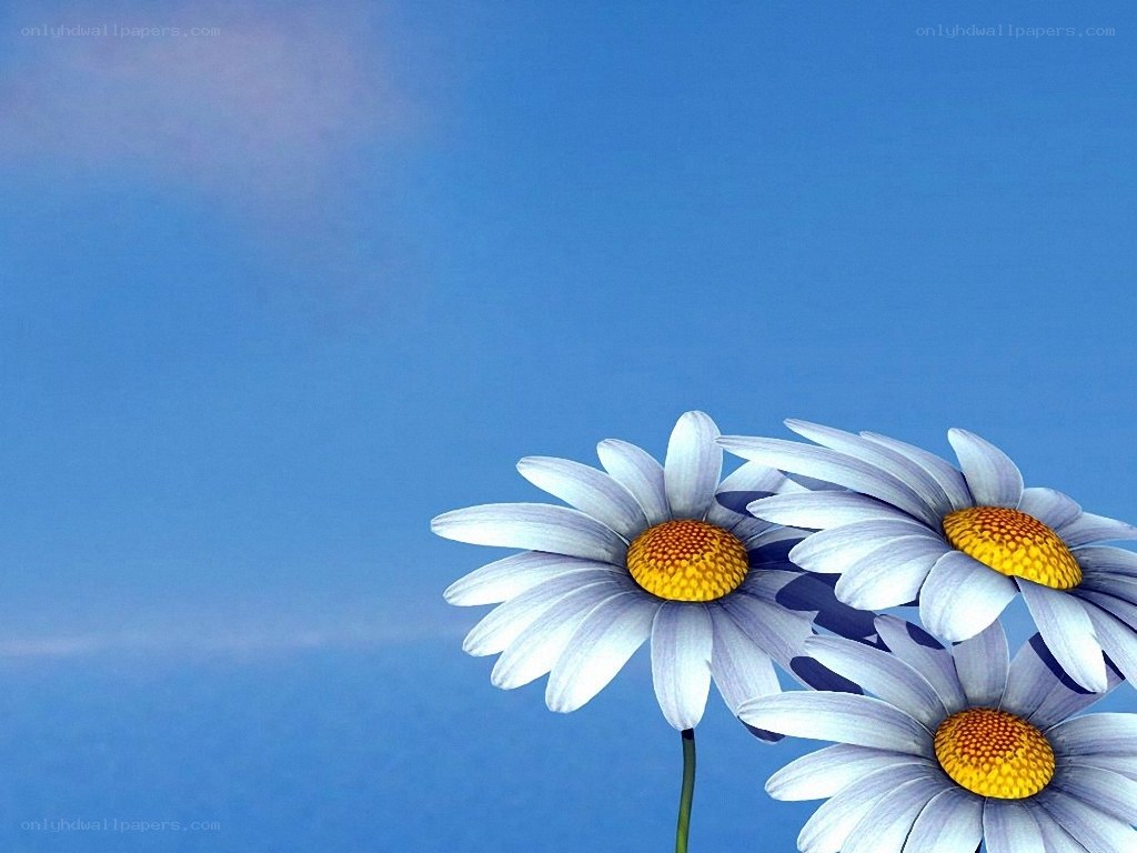 daisies against blue sky