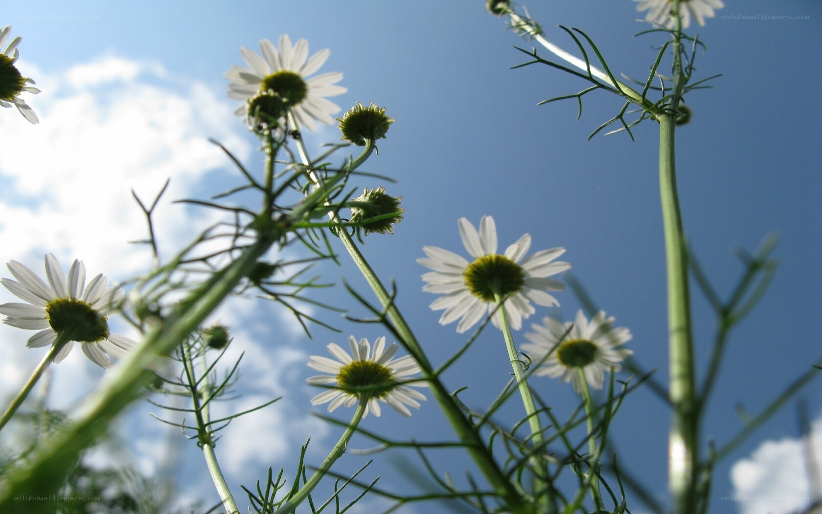 daisies against blue sky