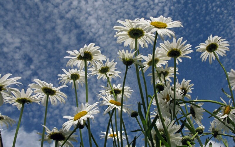 Daisies against blue sky
