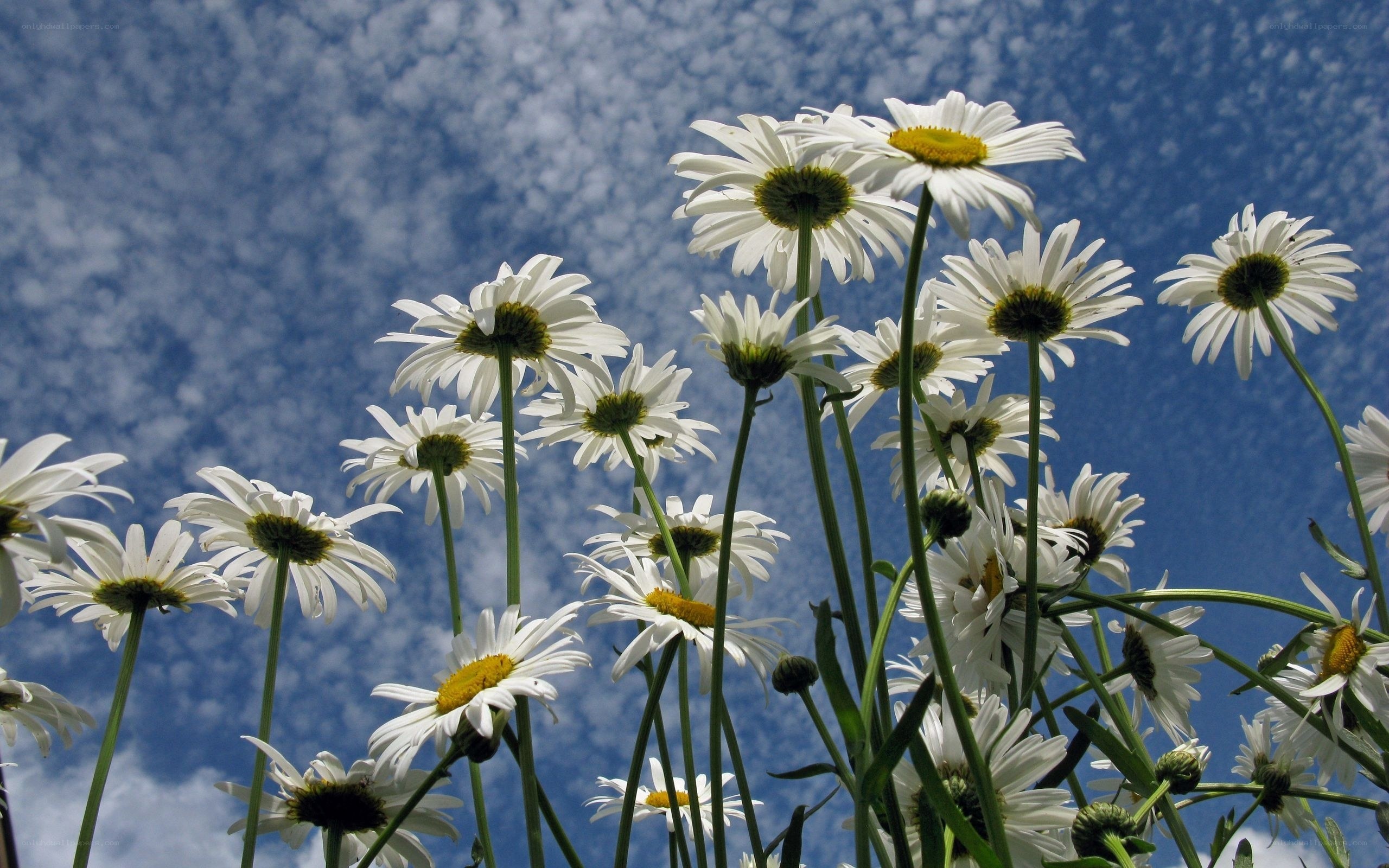 Daisies against blue sky