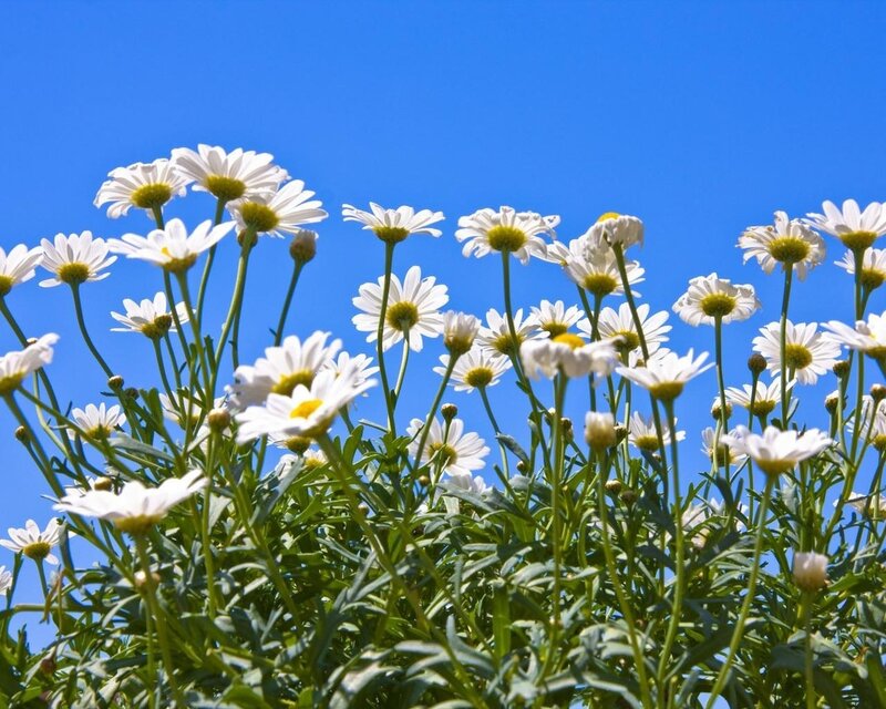 Daisies against blue sky