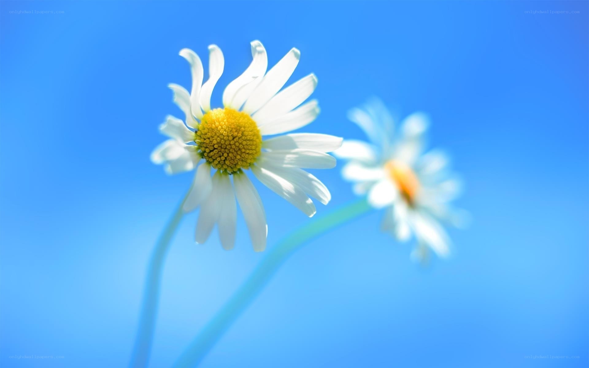 Daisies against blue sky