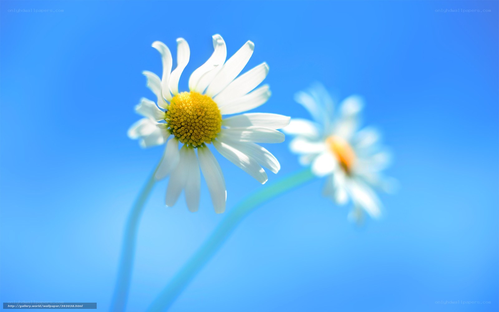 Daisies against blue sky