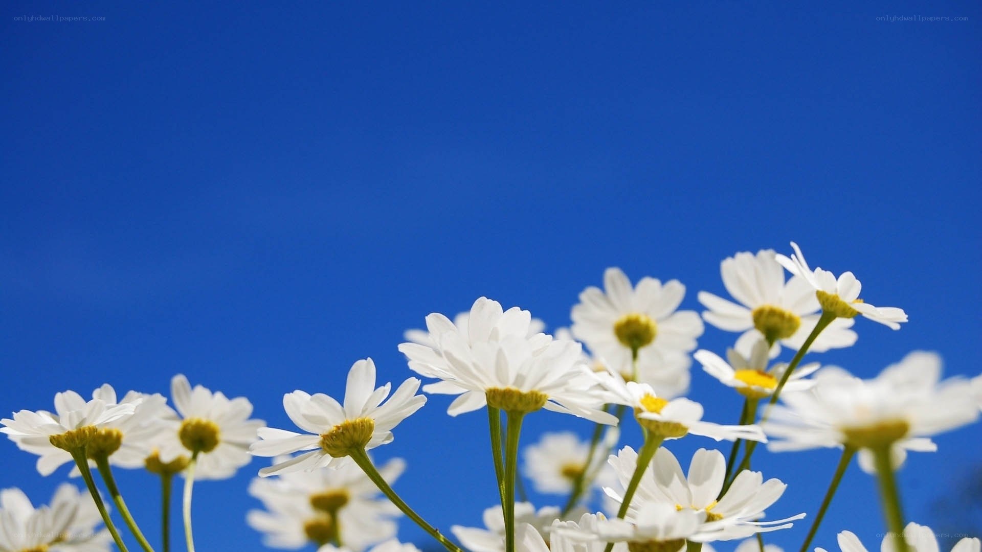 Daisies against blue sky