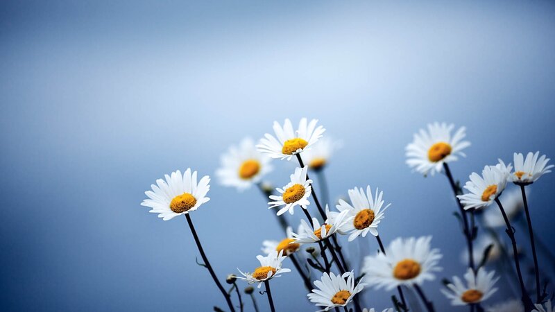 Daisies against blue sky
