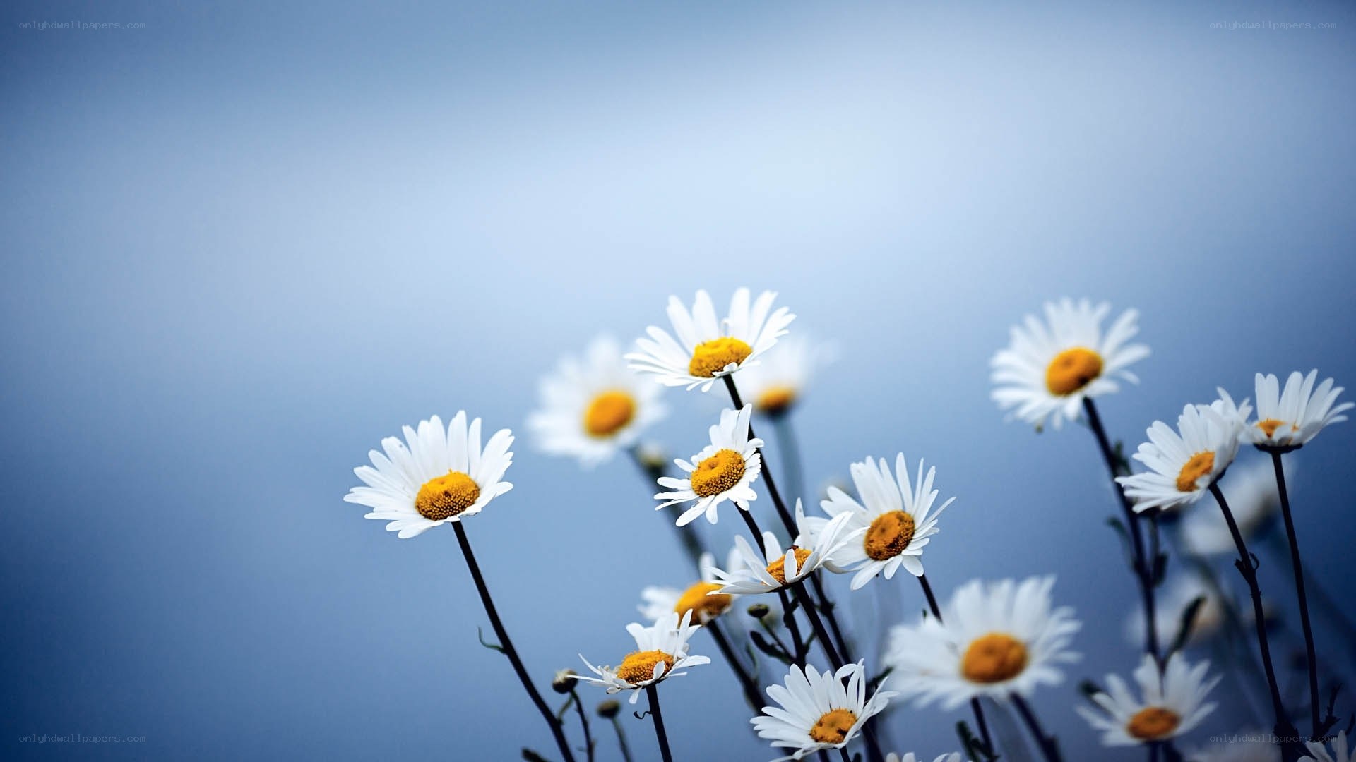 Daisies against blue sky