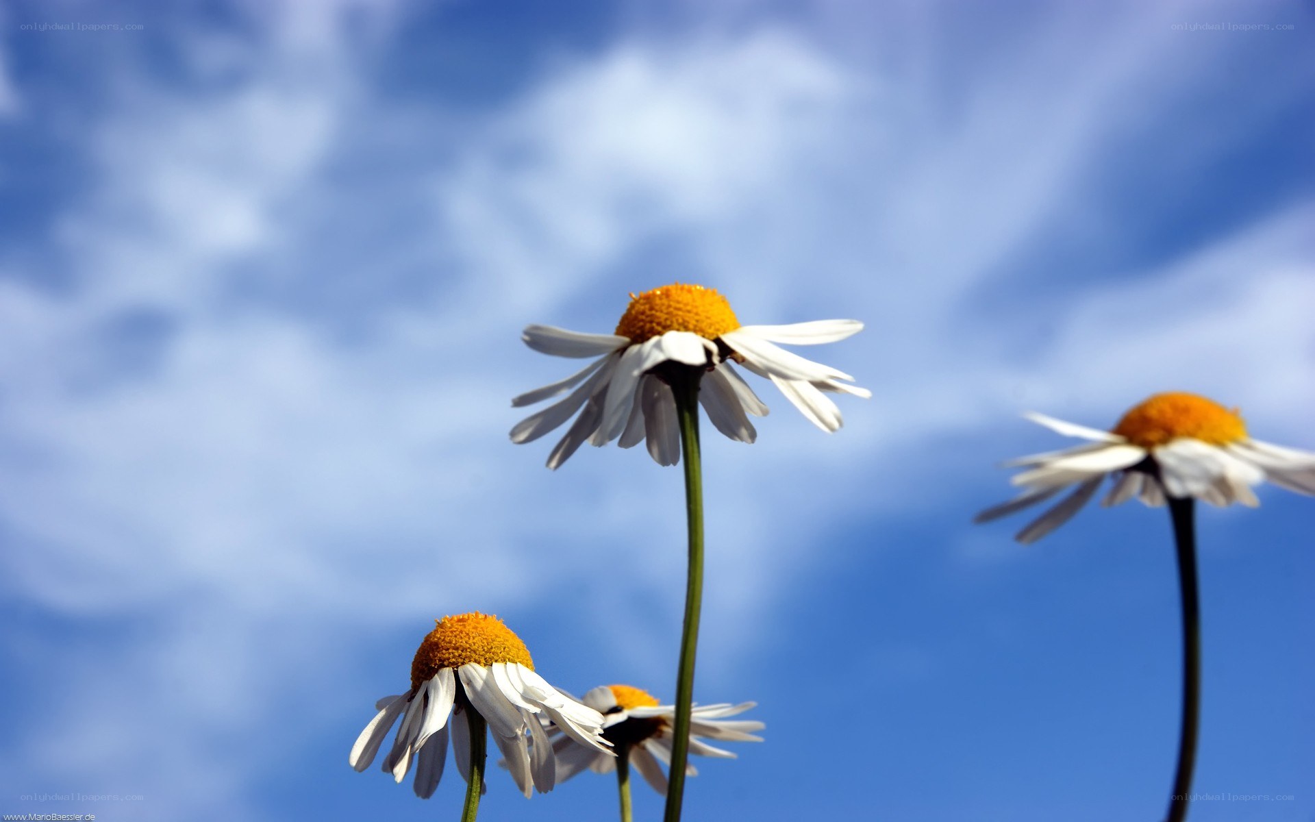 Daisies against blue sky