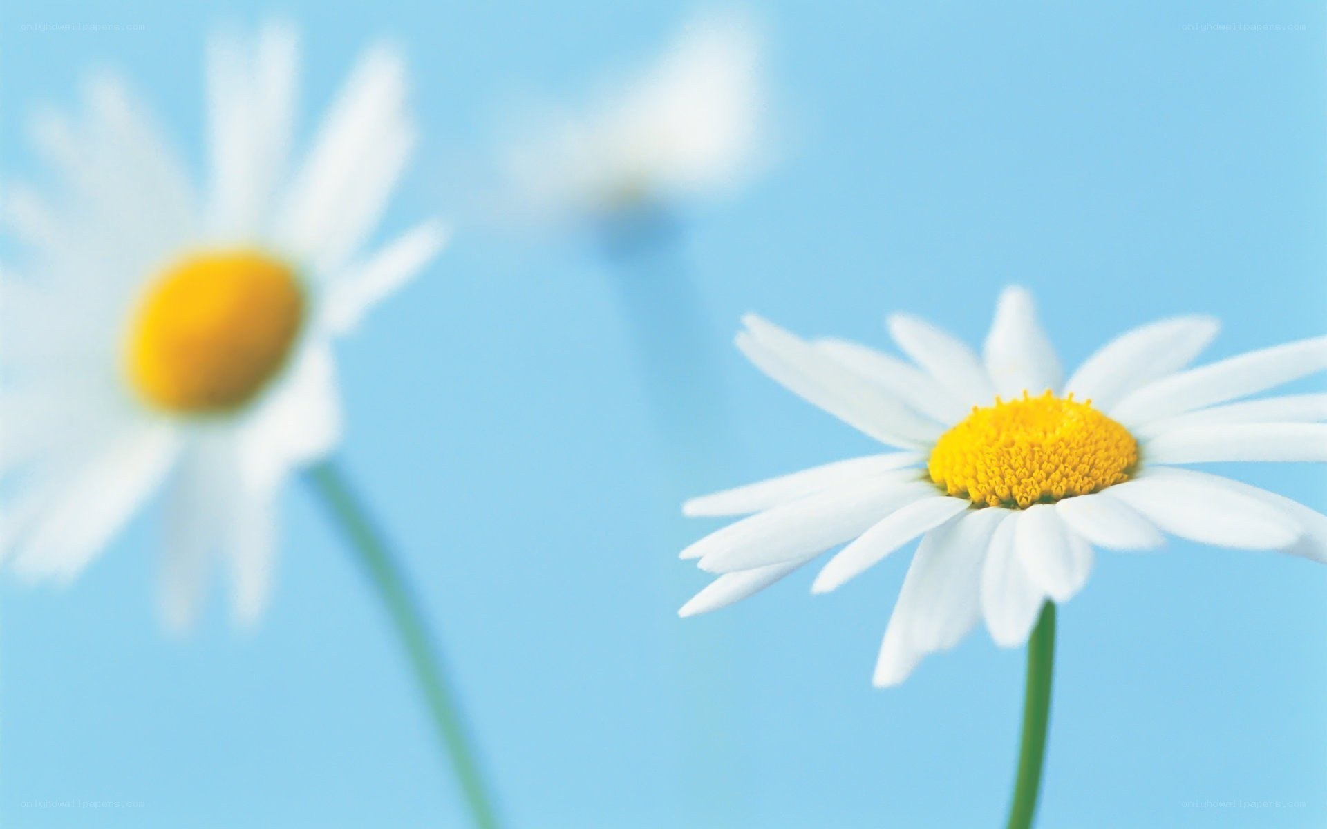 daisies against blue sky