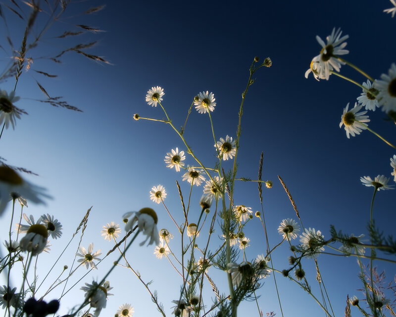 Daisies Against Blue Sky — Grass