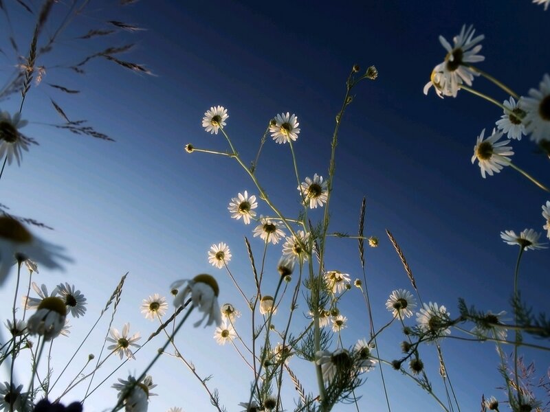 Daisies Against Blue Sky — Serene, Afternoon, Photograph, Flowers, Grass