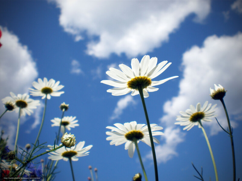 Daisies Against Blue Sky — Serene, Afternoon, Photograph, Flowers