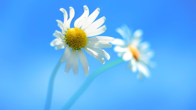 Daisies Against Blue Sky — Serene, Afternoon