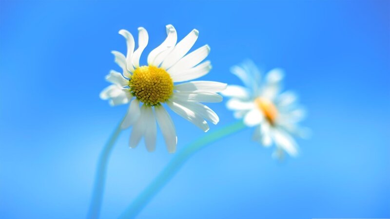 Daisies Against Blue Sky — Serene, Flower