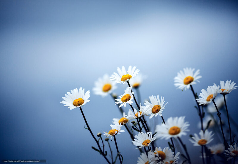 Daisies Against Blue Sky — Serene, Morning, Photograph, Flowers
